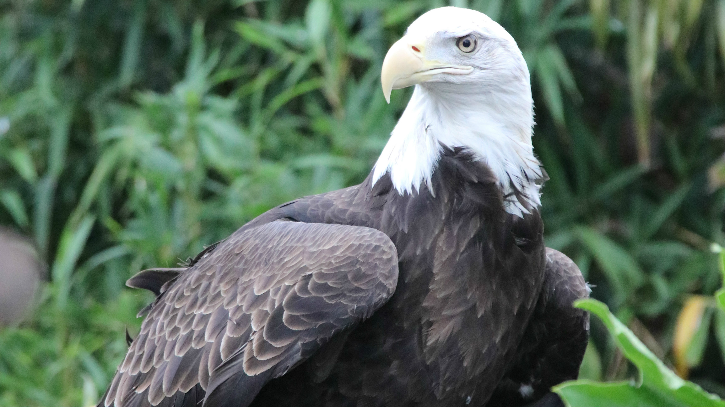 Rescued Bald Eagle makes San Antonio Zoo new home